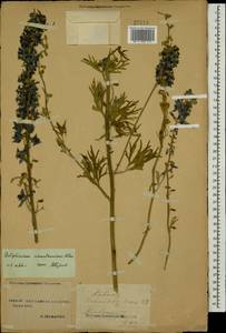 Delphinium schmalhausenii Albov, Caucasus, Stavropol Krai, Karachay-Cherkessia & Kabardino-Balkaria (K1b) (Russia)