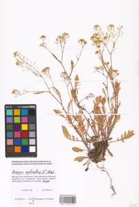 Rorippa sylvestris (L.) Besser, Eastern Europe, Moscow region (E4a) (Russia)