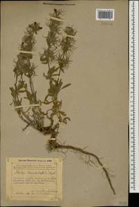 Stachys lavandulifolia Vahl, Caucasus, Azerbaijan (K6) (Azerbaijan)