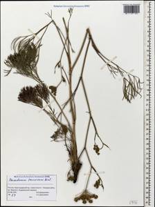 Peucedanum ruthenicum M. Bieb., Caucasus, Black Sea Shore (from Novorossiysk to Adler) (K3) (Russia)