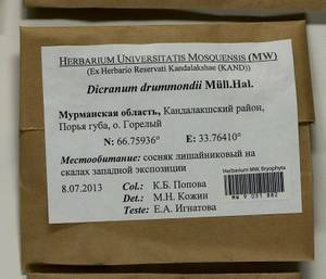 Dicranum drummondii Müll. Hal., Bryophytes, Bryophytes - Karelia, Leningrad & Murmansk Oblasts (B4) (Russia)
