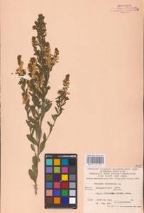 Genista tinctoria L., Eastern Europe, West Ukrainian region (E13) (Ukraine)