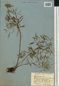 Cenolophium fischeri (Spreng.) W.D.J.Koch, Eastern Europe, Northern region (E1) (Russia)