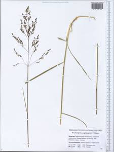 Deschampsia cespitosa (L.) P.Beauv., Siberia, Baikal & Transbaikal region (S4) (Russia)