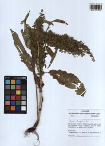 Rumex longifolius DC., Siberia, Altai & Sayany Mountains (S2) (Russia)