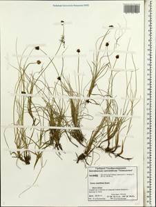 Carex maritima Gunnerus, Siberia, Central Siberia (S3) (Russia)