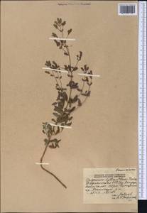 Origanum vulgare subsp. gracile (K.Koch) Ietsw., Middle Asia, Pamir & Pamiro-Alai (M2) (Tajikistan)