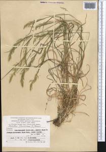 Trisetum flavescens (L.) P.Beauv., Middle Asia, Kopet Dag, Badkhyz, Small & Great Balkhan (M1) (Turkmenistan)