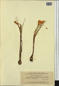 Crocus flavus Weston, Western Europe (EUR) (Romania)