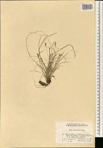 Carex leucochlora Bunge, South Asia, South Asia (Asia outside ex-Soviet states and Mongolia) (ASIA) (China)