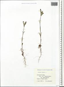 Silene conica subsp. conica, Crimea (KRYM) (Russia)