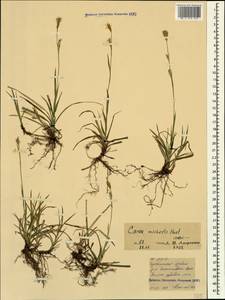 Carex michelii Host, Caucasus, North Ossetia, Ingushetia & Chechnya (K1c) (Russia)