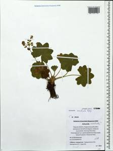 Alchemilla monticola Opiz, Eastern Europe, North-Western region (E2) (Russia)