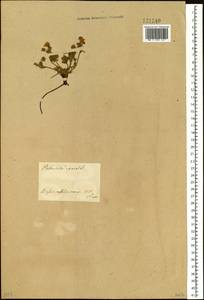Potentilla humifusa Willd., Siberia, Central Siberia (S3) (Russia)