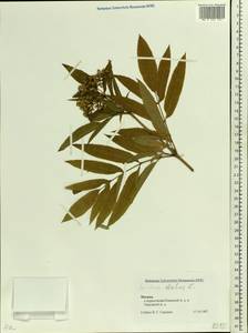 Sambucus ebulus L., Eastern Europe, Moscow region (E4a) (Russia)