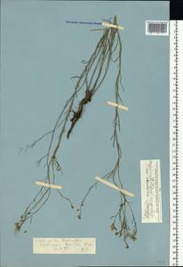 Sisymbrium polymorphum (Murray) Roth, Eastern Europe, Rostov Oblast (E12a) (Russia)