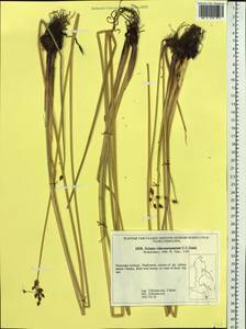 Schoenoplectus tabernaemontani (C.C.Gmel.) Palla, Siberia, Russian Far East (S6) (Russia)