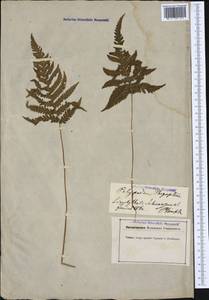 Phegopteris connectilis (Michx.) Watt, Western Europe (EUR) (Germany)