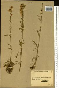 Erigeron acris L., Siberia, Western (Kazakhstan) Altai Mountains (S2a) (Kazakhstan)