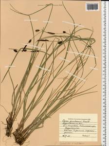 Carex stenolepis Less., Eastern Europe, Northern region (E1) (Russia)