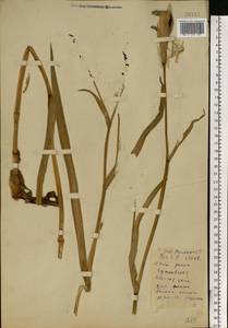 Iris pseudacorus L., Eastern Europe, Belarus (E3a) (Belarus)
