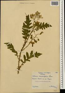 Solanum sisymbriifolium Lam., Caucasus, Abkhazia (K4a) (Abkhazia)