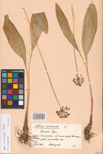 Allium microdictyon Prokh., Eastern Europe, Eastern region (E10) (Russia)