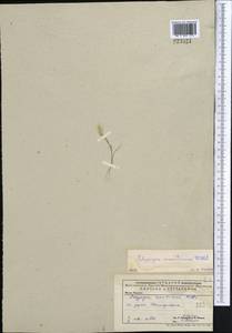 Polypogon maritimus Willd., Middle Asia, Caspian Ustyurt & Northern Aralia (M8) (Kazakhstan)