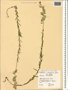 Polygala anatolica Boiss. & Heldr., Caucasus, Black Sea Shore (from Novorossiysk to Adler) (K3) (Russia)