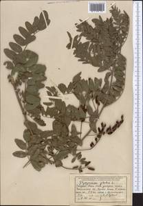 Glycyrrhiza glabra L., Middle Asia, Western Tian Shan & Karatau (M3) (Uzbekistan)