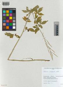 KUZ 005 416, Cardamine macrophylla Willd., Siberia, Altai & Sayany Mountains (S2) (Russia)