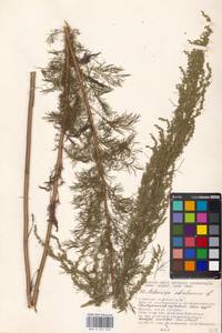 Artemisia abrotanum L., Eastern Europe, Moscow region (E4a) (Russia)