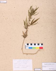 Cannabis sativa var. ruderalis (Janisch.) S. Z. Liou, Siberia, Altai & Sayany Mountains (S2) (Russia)