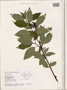 Cornus sericea L., Eastern Europe, Central region (E4) (Russia)