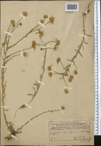 Heteropappus altaicus var. canescens (Nees) Serg., Middle Asia, Pamir & Pamiro-Alai (M2) (Uzbekistan)