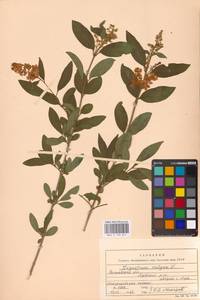 Syringa vulgaris L., Eastern Europe, Rostov Oblast (E12a) (Russia)