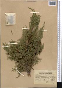 Juniperus pseudosabina Fisch. & C.A.Mey., Middle Asia, Northern & Central Tian Shan (M4) (Kyrgyzstan)