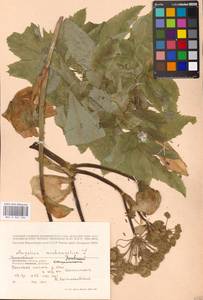 Angelica archangelica L., Eastern Europe, Moscow region (E4a) (Russia)