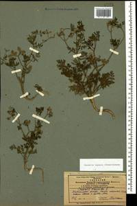 Caucalis platycarpos L., Caucasus, Azerbaijan (K6) (Azerbaijan)
