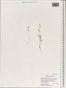 Persicaria minor (Huds.) Opiz, Mongolia (MONG) (Mongolia)