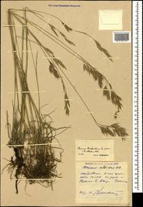 Bromus biebersteinii Roem. & Schult., Caucasus, Dagestan (K2) (Russia)