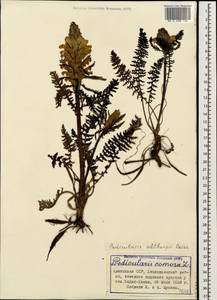 Pedicularis sibthorpii Boiss., Caucasus, Armenia (K5) (Armenia)