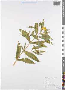 Guizotia abyssinica (L. fil.) Cass., Eastern Europe, Central forest region (E5) (Russia)