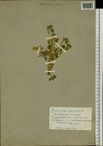 Potentilla acaulis L., Siberia, Baikal & Transbaikal region (S4) (Russia)
