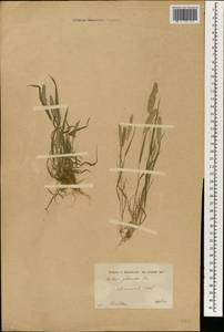 Rostraria cristata (L.) Tzvelev, South Asia, South Asia (Asia outside ex-Soviet states and Mongolia) (ASIA) (Iraq)