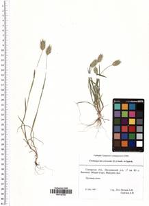 Eremopyrum orientale (L.) Jaub. & Spach, Eastern Europe, Middle Volga region (E8) (Russia)