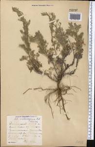 Artemisia sublessingiana (Keller) Krasch. ex Poljakov, Middle Asia, Muyunkumy, Balkhash & Betpak-Dala (M9) (Kazakhstan)