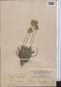 Astragalus stenanthus Bunge, Middle Asia, Western Tian Shan & Karatau (M3) (Kazakhstan)