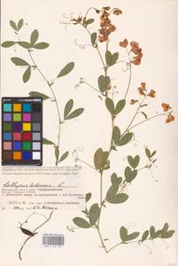 Lathyrus tuberosus L., Eastern Europe, Lower Volga region (E9) (Russia)