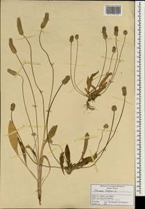 Plantago lagopus L., South Asia, South Asia (Asia outside ex-Soviet states and Mongolia) (ASIA) (Turkey)